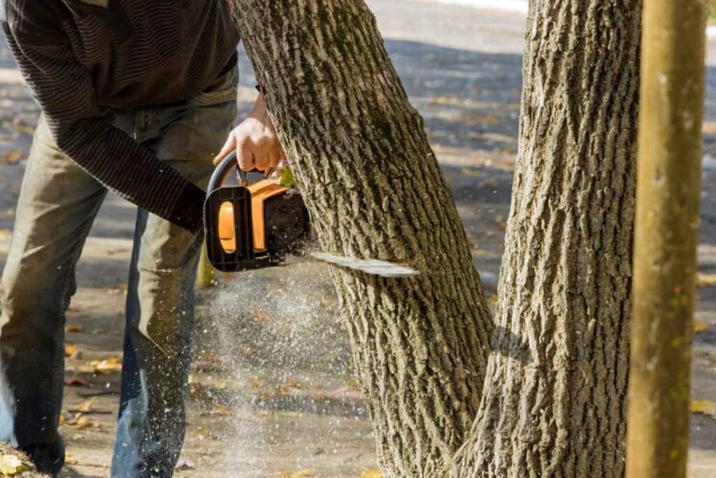 Tree Removal 