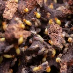termite removal