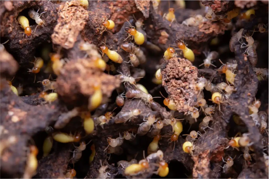 termite removal