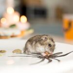 Rodent Treatment Sydney