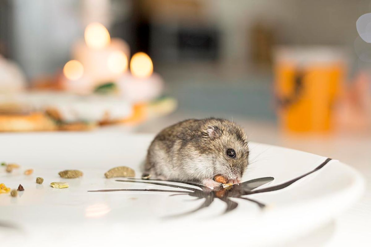 Rodent Treatment Sydney