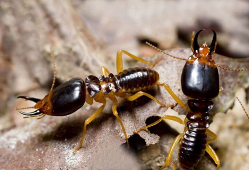 termite removal