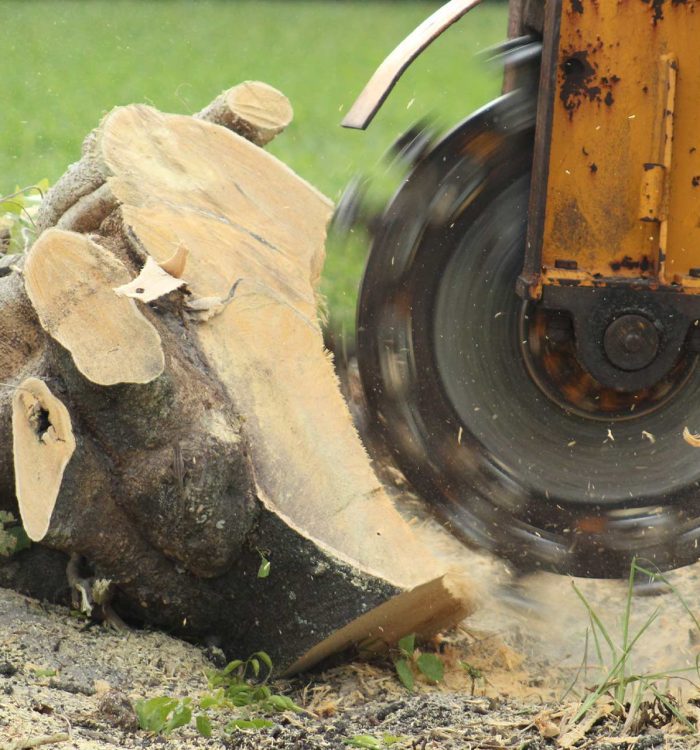 Professional Stump Grinding: Quick Solutions for Unsightly Tree Stumps