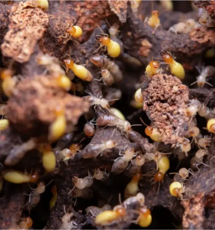 termite removal