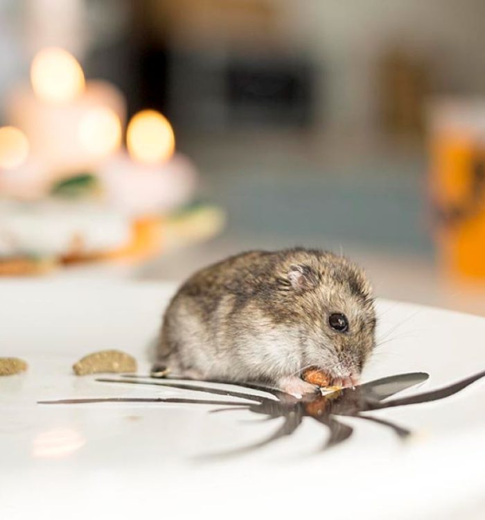 Rodent Treatment Sydney